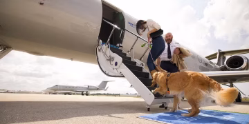 dogs boarding private jet